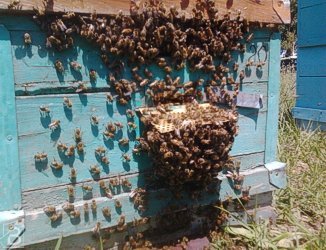 Улей с пчелами