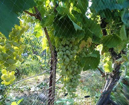 Мелкая сетка для укрытия винограда