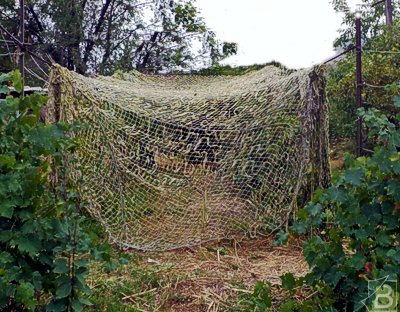 Армейская сетка для укрытия винограда