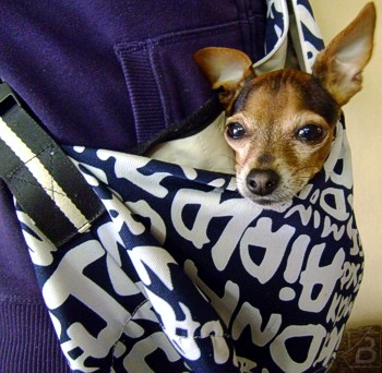 Маленькая собачка в сумочке