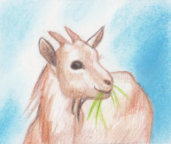 рисунок козы