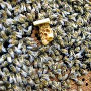 Пчёлы: вывод маток