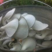 Как вырастить грибы дома