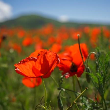 Просмотр увеличенного изображения