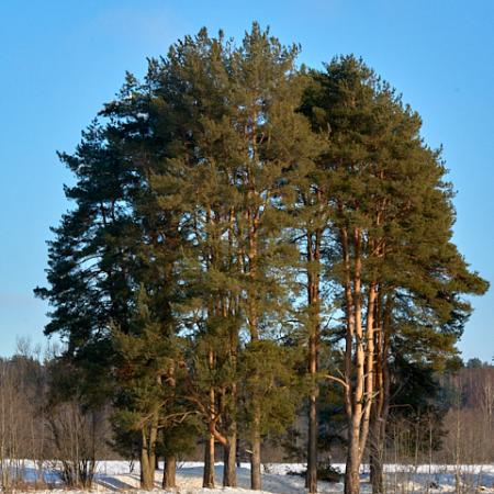 Просмотр увеличенного изображения