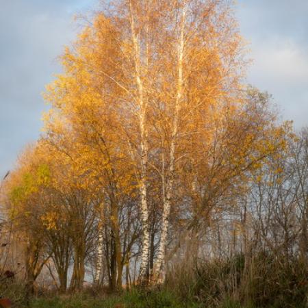 Просмотр увеличенного изображения