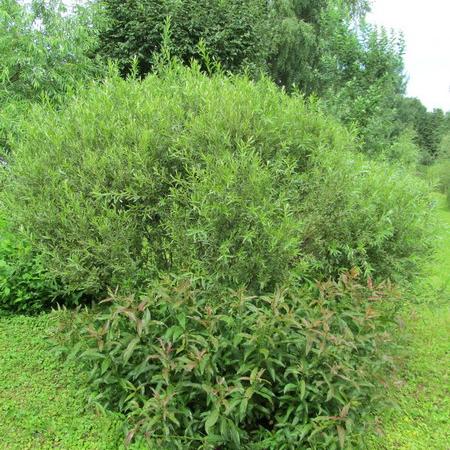 Просмотр увеличенного изображения