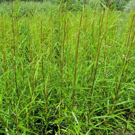 Просмотр увеличенного изображения