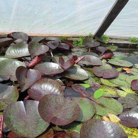 Просмотр увеличенного изображения