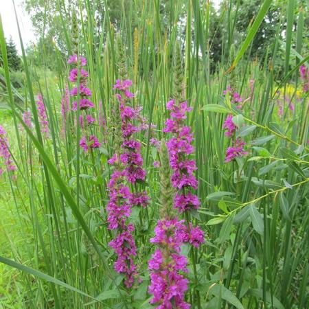 Просмотр увеличенного изображения