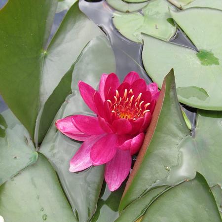 Просмотр увеличенного изображения