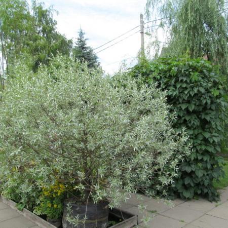 Просмотр увеличенного изображения