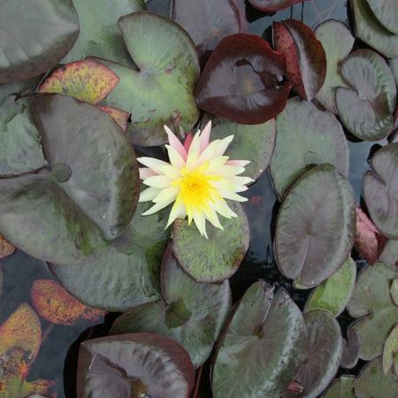 Просмотр увеличенного изображения