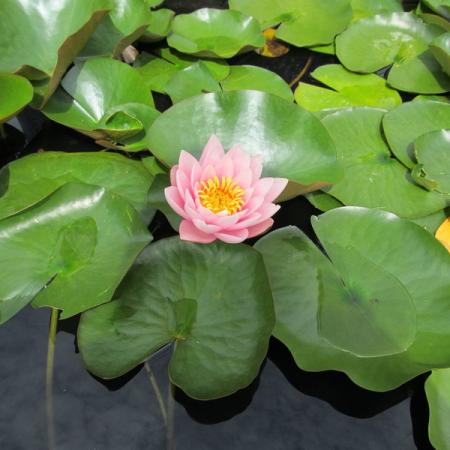 Просмотр увеличенного изображения