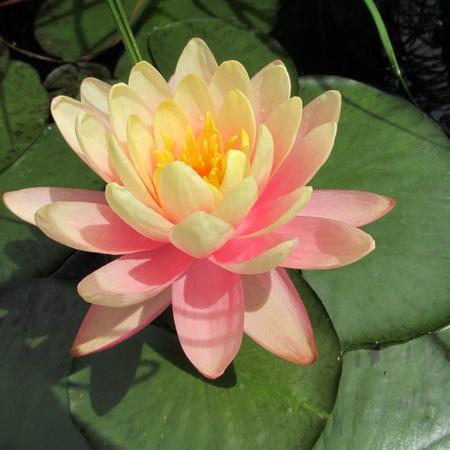 Просмотр увеличенного изображения