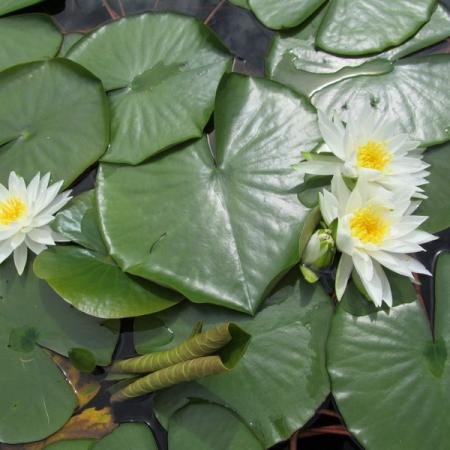 Просмотр увеличенного изображения