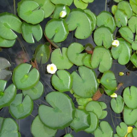 Просмотр увеличенного изображения