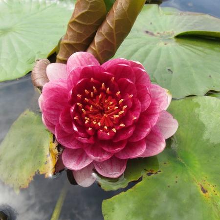 Просмотр увеличенного изображения