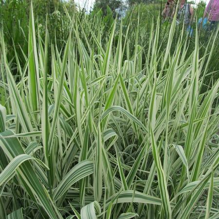 Просмотр увеличенного изображения