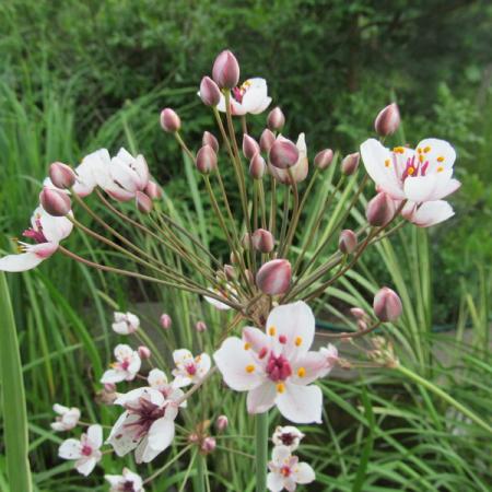 Просмотр увеличенного изображения