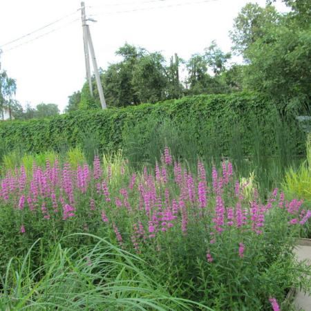 Просмотр увеличенного изображения