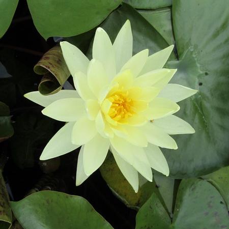 Просмотр увеличенного изображения