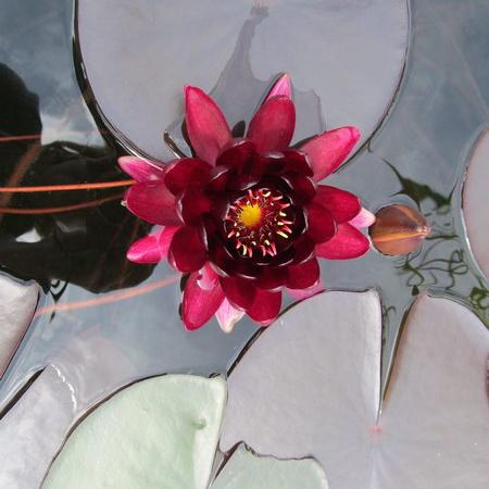 Просмотр увеличенного изображения