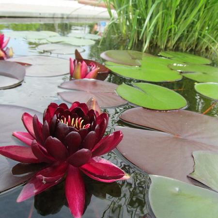 Просмотр увеличенного изображения