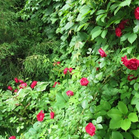 Просмотр увеличенного изображения