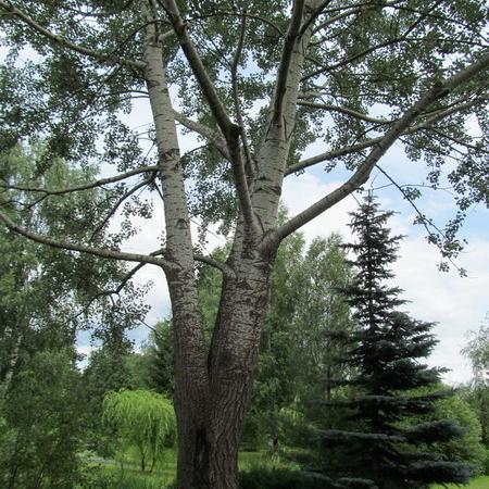 Просмотр увеличенного изображения