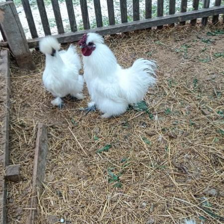 Просмотр увеличенного изображения